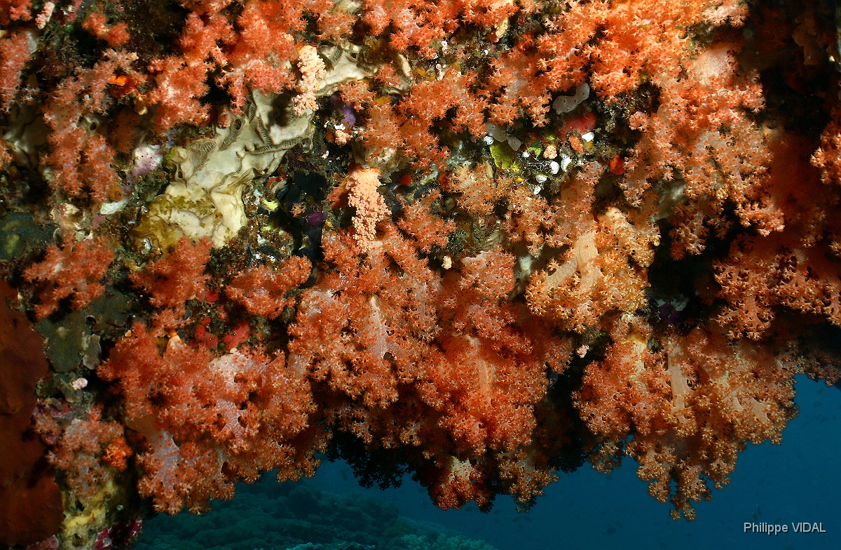 Bali 2016 - Corail - IMG_6012_rc.jpg